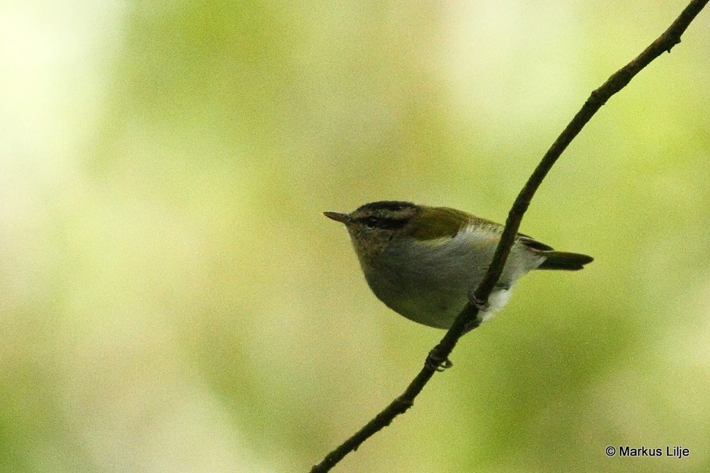 Black-capped Woodland-Warbler (Phylloscopus herberti) photo