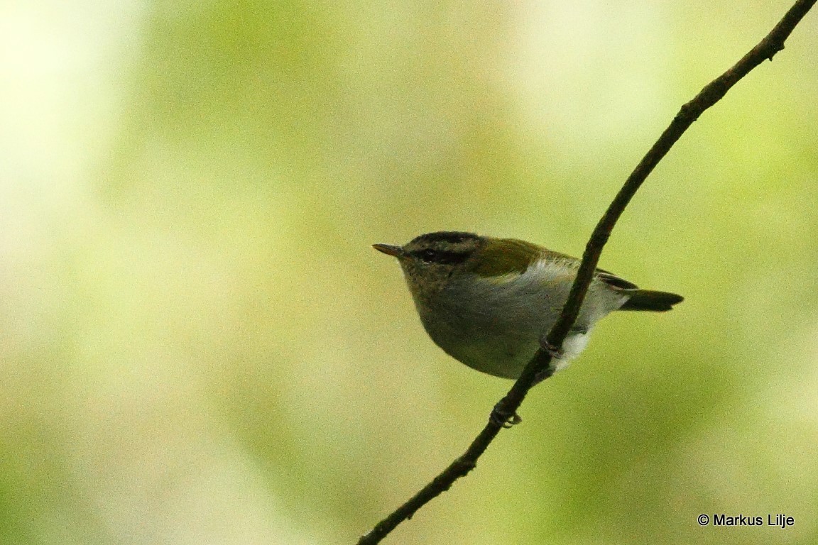 Black-capped Woodland-Warbler illustration