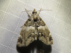 Cutina distincta