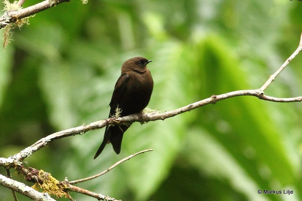 Mountain Sawwing