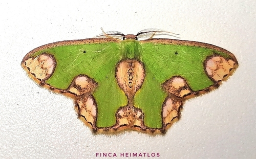 Oospila delphinata