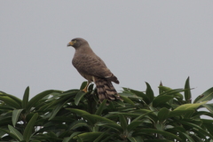 Rupornis magnirostris