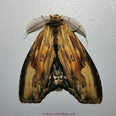 Truncaptera meridionalis