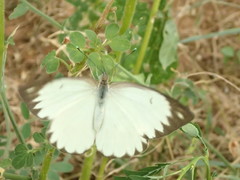 Ascia monuste monuste