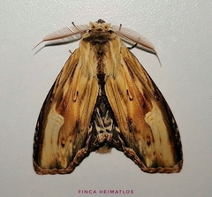 Truncaptera meridionalis