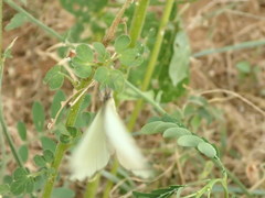 Ascia monuste monuste