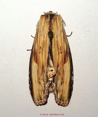 Truncaptera meridionalis