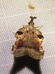 Clydonopteron sacculana