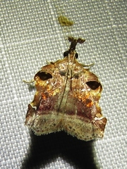 Clydonopteron sacculana