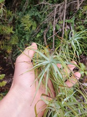 Dracophyllum trimorphum
