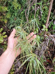 Dracophyllum trimorphum