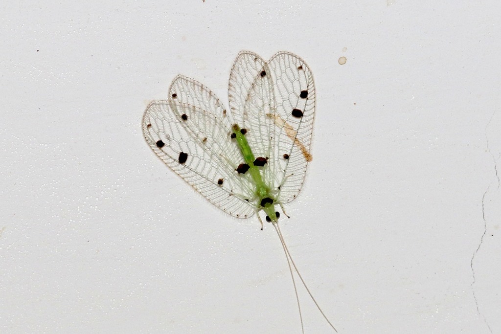 Speckled Forest Lacewings