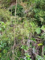 Dracophyllum trimorphum
