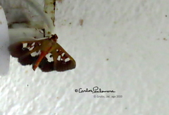 Phostria