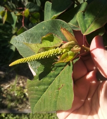 Homalanthus populifolius