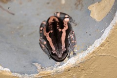 Phrynomantis bifasciatus