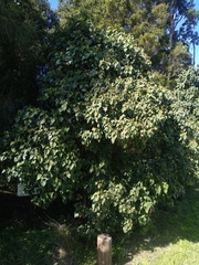 Homalanthus populifolius
