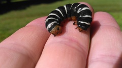 Xanthopastis regnatrix
