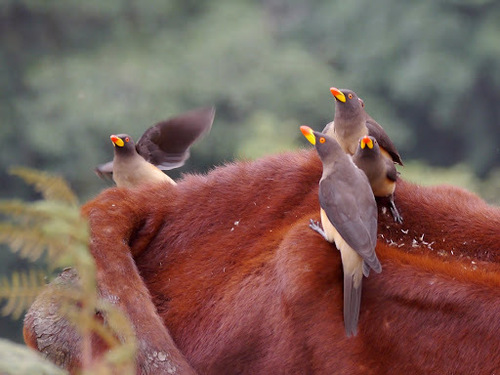 Yellow-billed Oxpecker