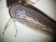 Chlorotettix necopinus