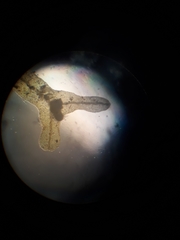 Metzgeria flavovirens