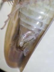 Chlorotettix necopinus