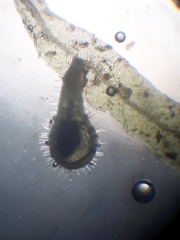 Metzgeria flavovirens