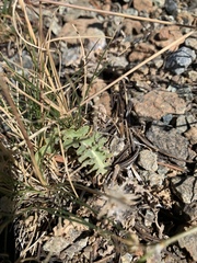Crepis occidentalis conjuncta