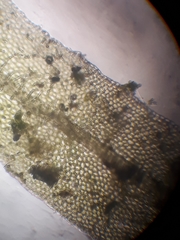 Metzgeria flavovirens