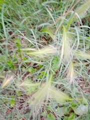 Hordeum jubatum