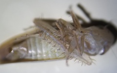 Chlorotettix necopinus