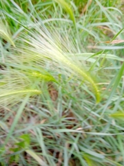 Hordeum jubatum