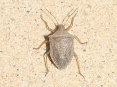 Euschistus crassus