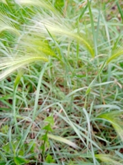 Hordeum jubatum
