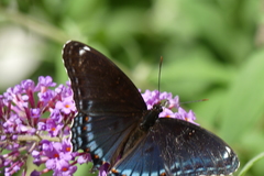 Limenitis arthemis astyanax