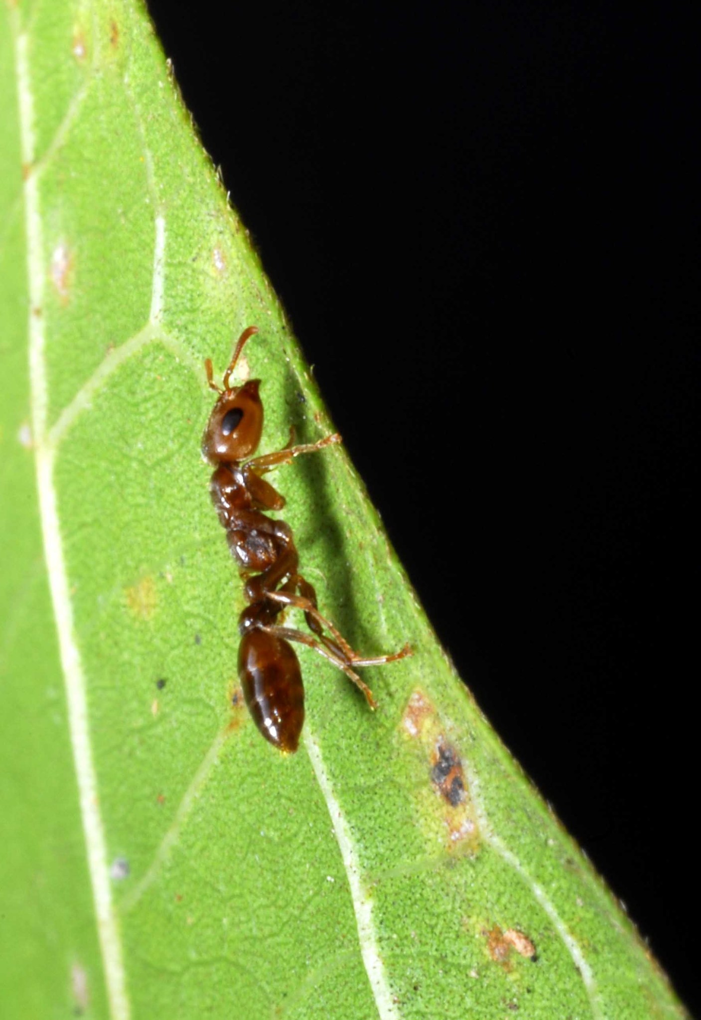 Pseudomyrmex triplaridis
