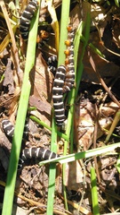 Xanthopastis regnatrix