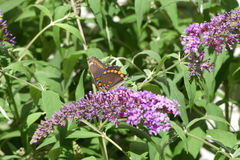 Limenitis arthemis astyanax