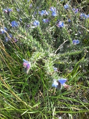 Echium vulgare