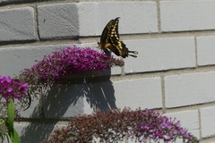 Heraclides cresphontes