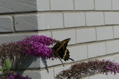 Heraclides cresphontes