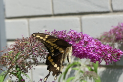 Heraclides cresphontes