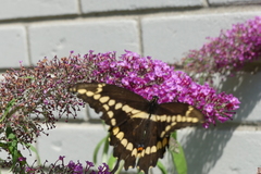 Heraclides cresphontes