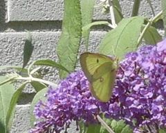 Colias philodice