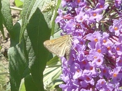 Polites themistocles