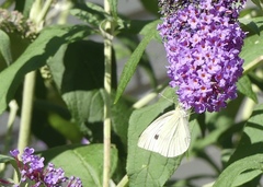 Pieris rapae