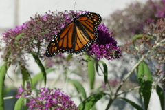 Danaus plexippus