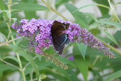 Limenitis arthemis astyanax