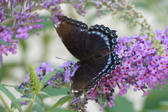 Limenitis arthemis astyanax
