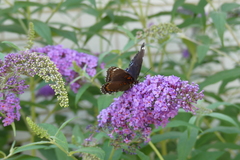 Limenitis arthemis astyanax